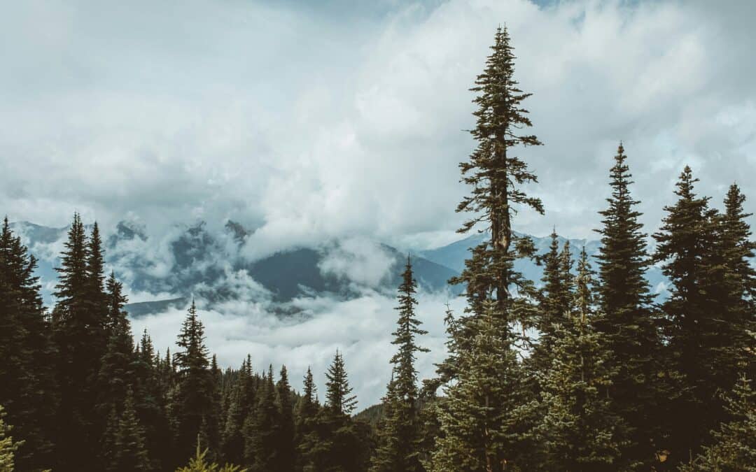 trees in washington