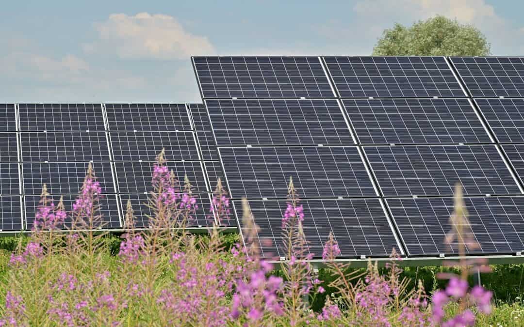 black solar panels against purple flowers